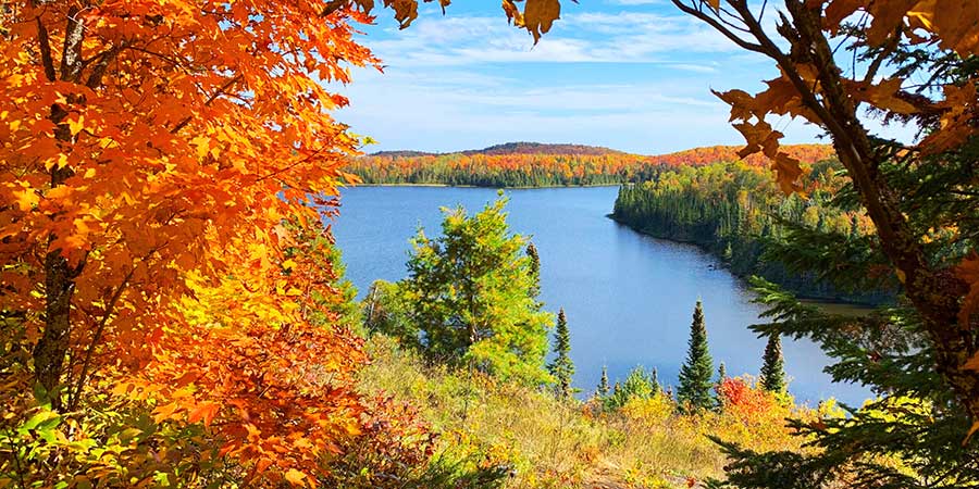 Where does autumnal leaf coloration come from?